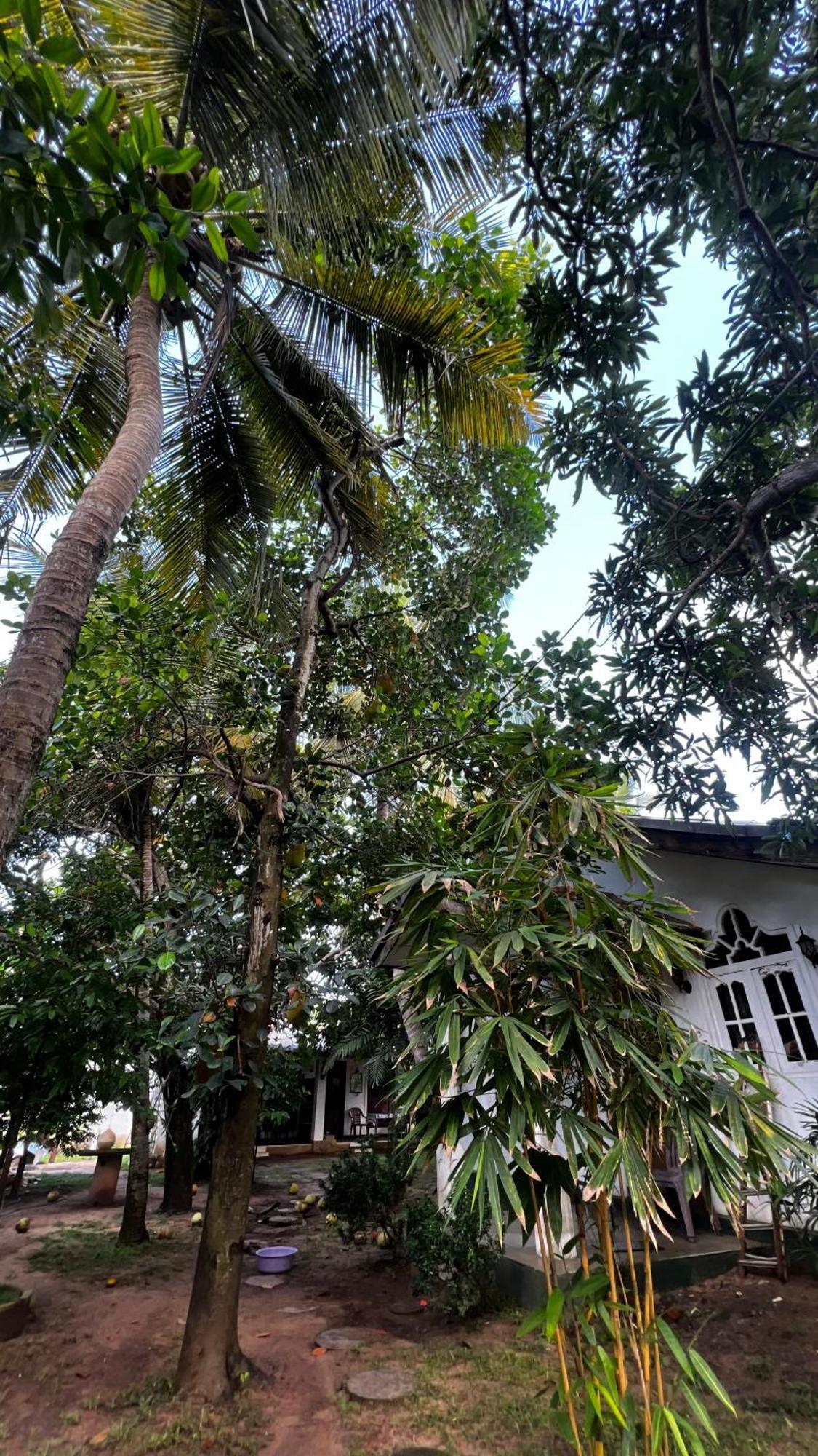 Sylvester Villa Hostel เนกอมโบ ภายนอก รูปภาพ